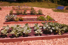 Eagledove-Raised-Beds
