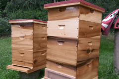 bee-hives
